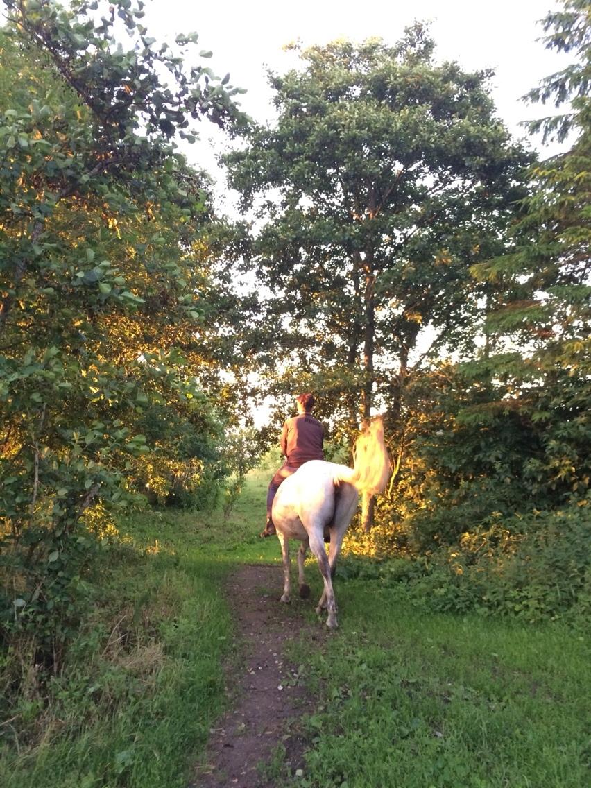 Polsk Varmblod Holli billede 13