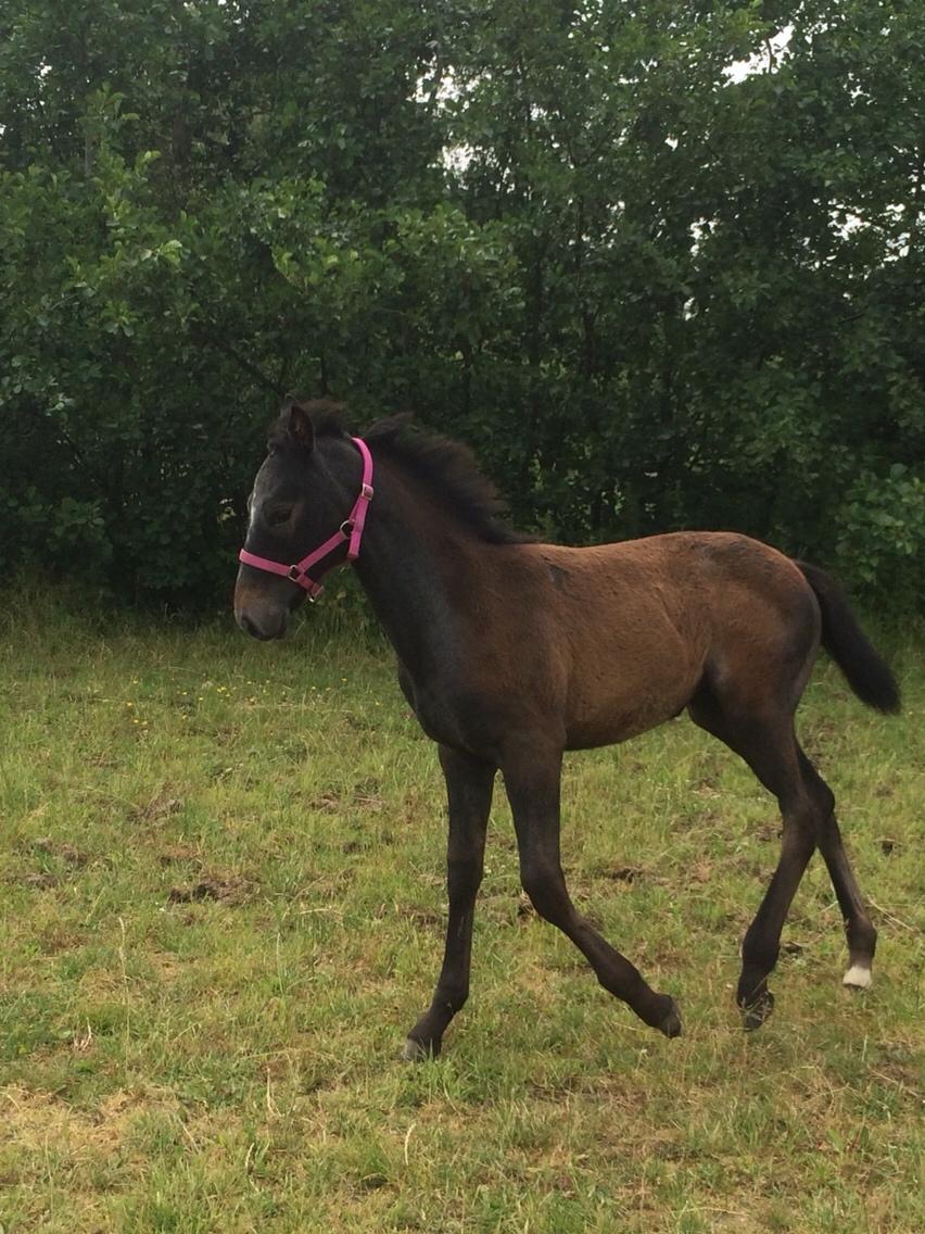 Polsk Varmblod Golden flora billede 2