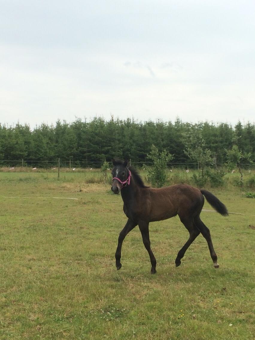 Polsk Varmblod Golden flora billede 3