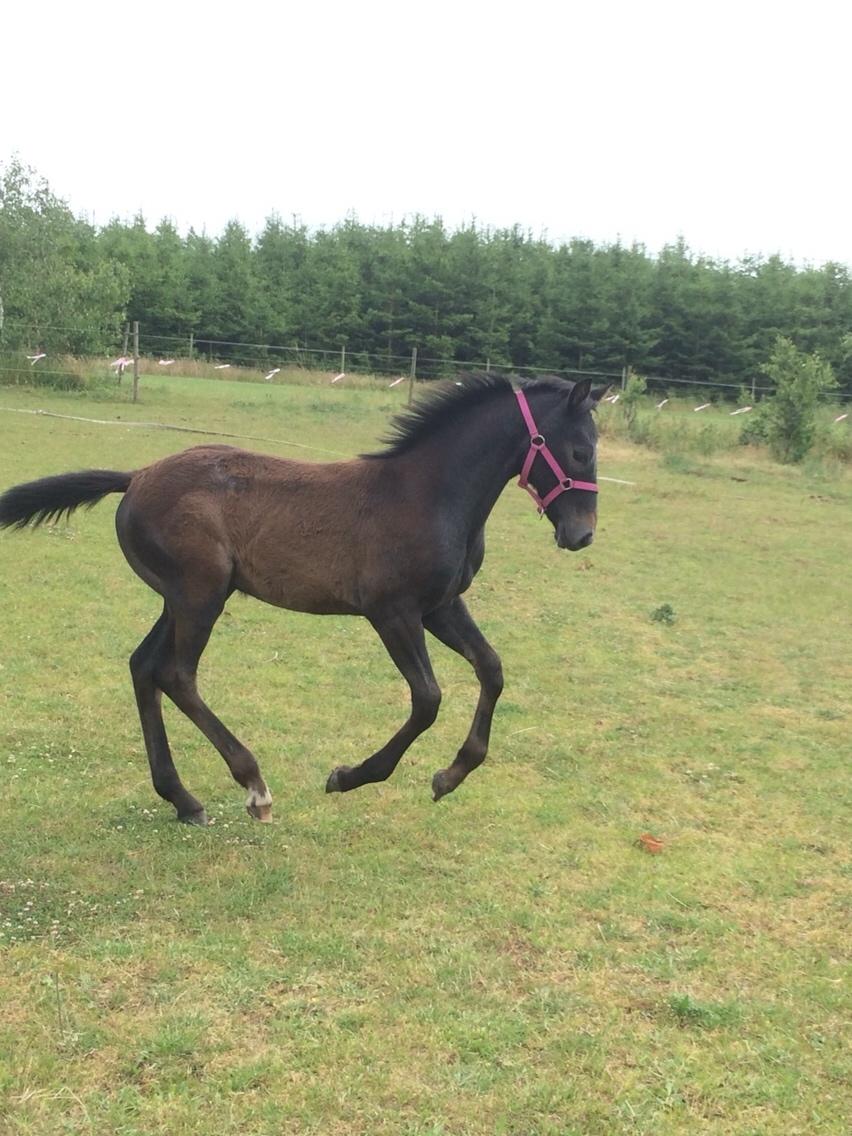 Polsk Varmblod Golden flora billede 1