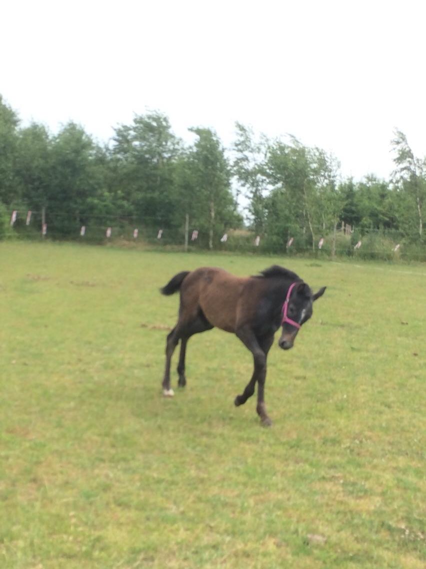 Polsk Varmblod Golden flora billede 4