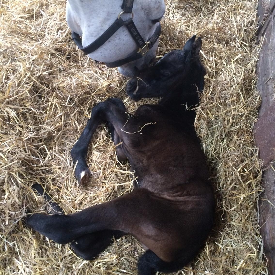 Polsk Varmblod Golden flora billede 5