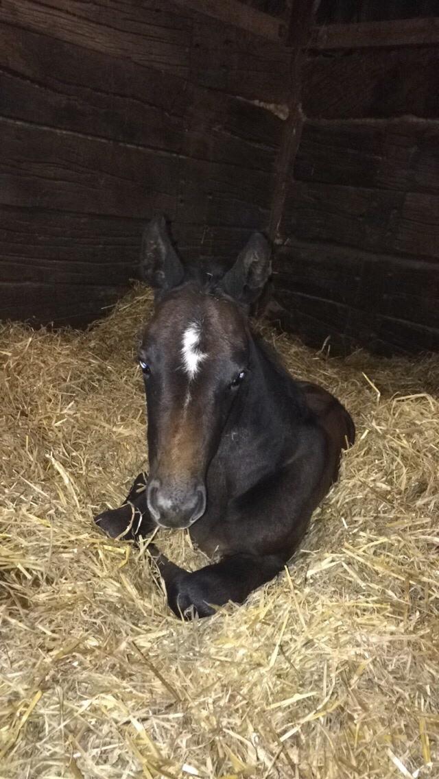 Polsk Varmblod Golden flora billede 6