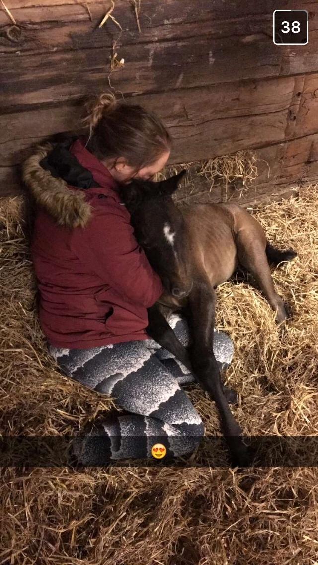 Polsk Varmblod Golden flora billede 7