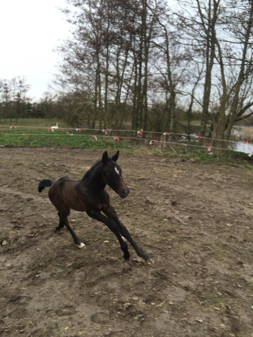 Polsk Varmblod Golden flora billede 8