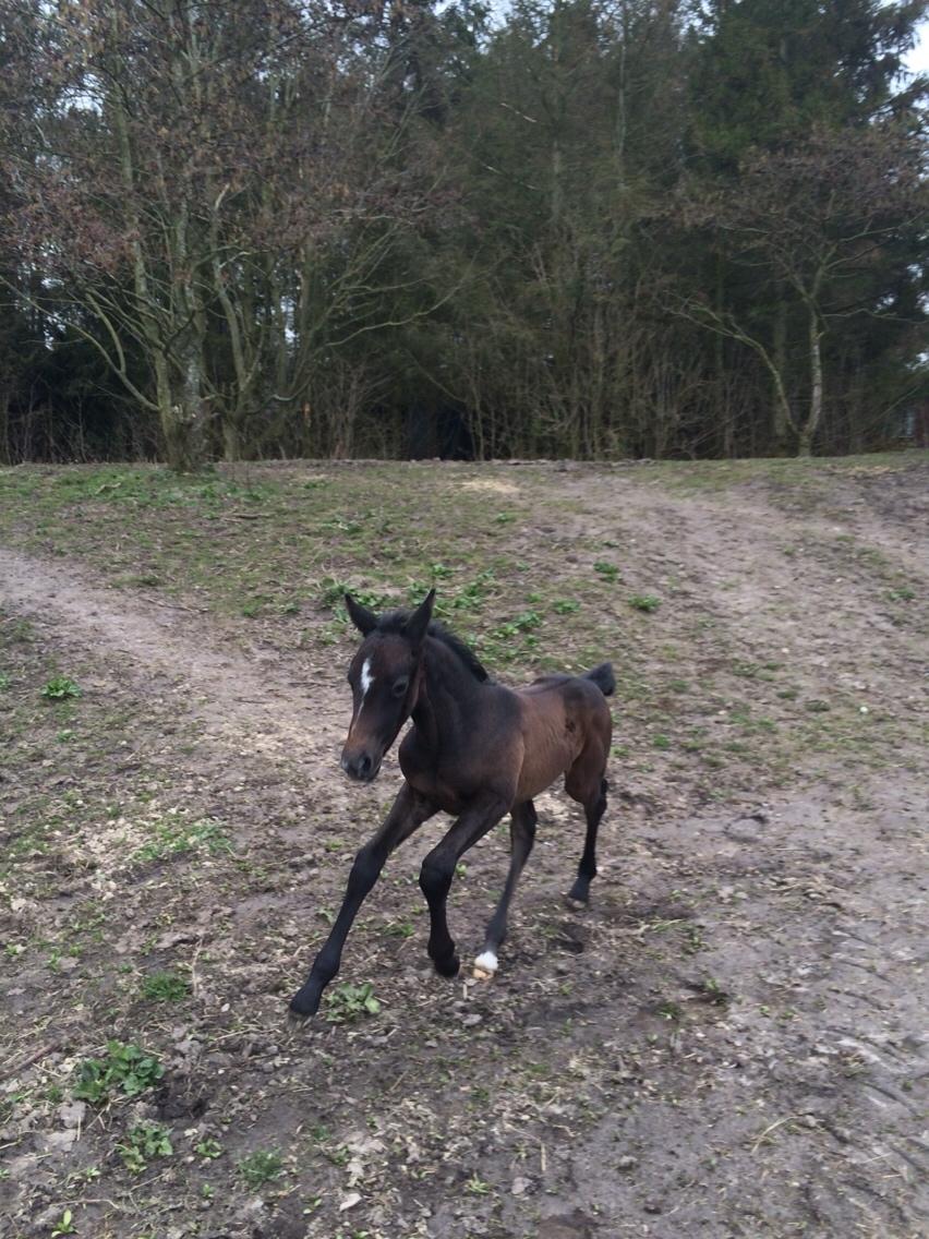 Polsk Varmblod Golden flora billede 9