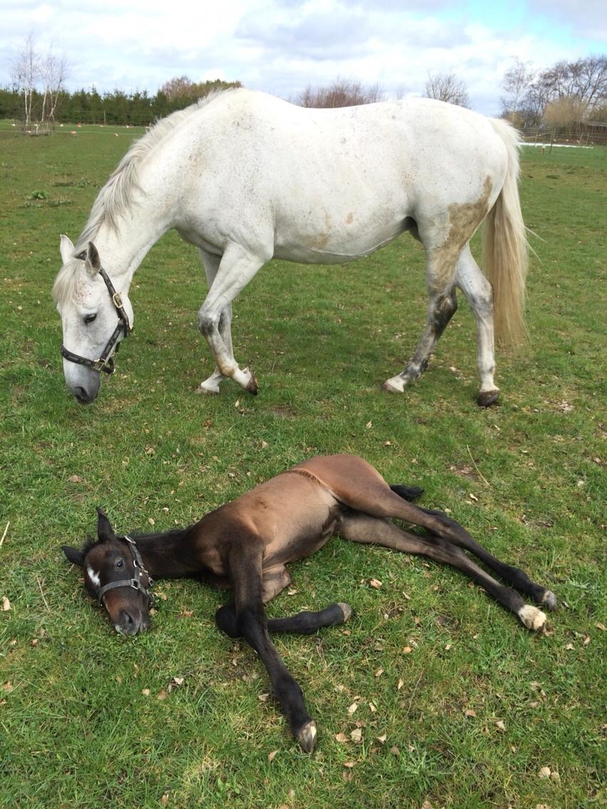 Polsk Varmblod Golden flora billede 10