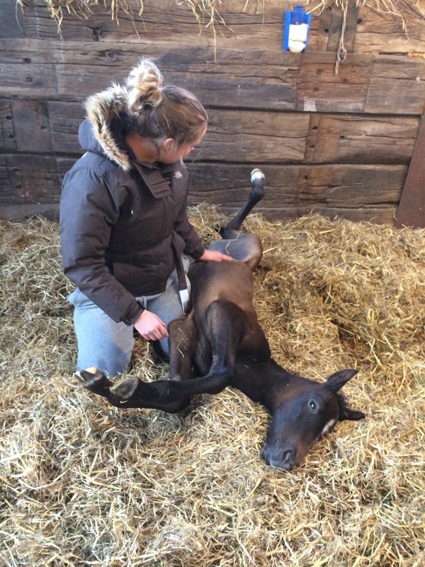 Polsk Varmblod Golden flora billede 11