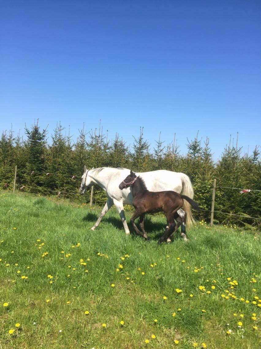 Polsk Varmblod Golden flora billede 12