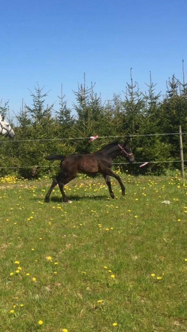 Polsk Varmblod Golden flora billede 13