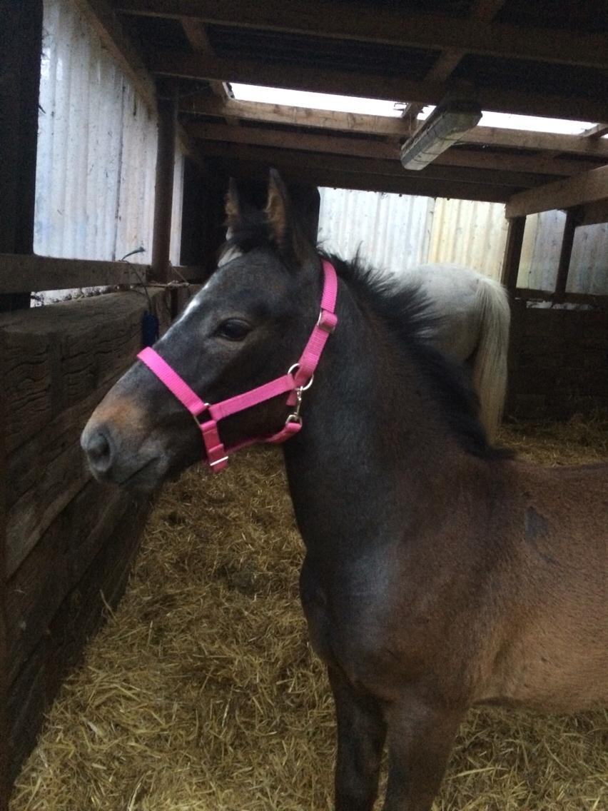 Polsk Varmblod Golden flora billede 14