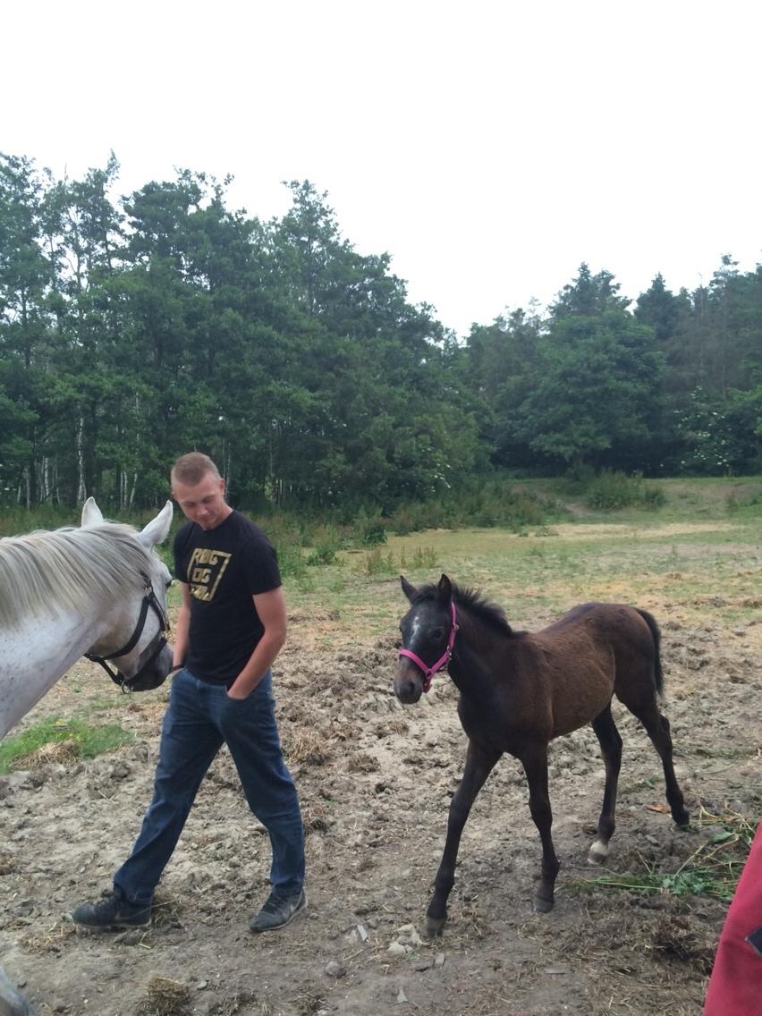 Polsk Varmblod Golden flora billede 15