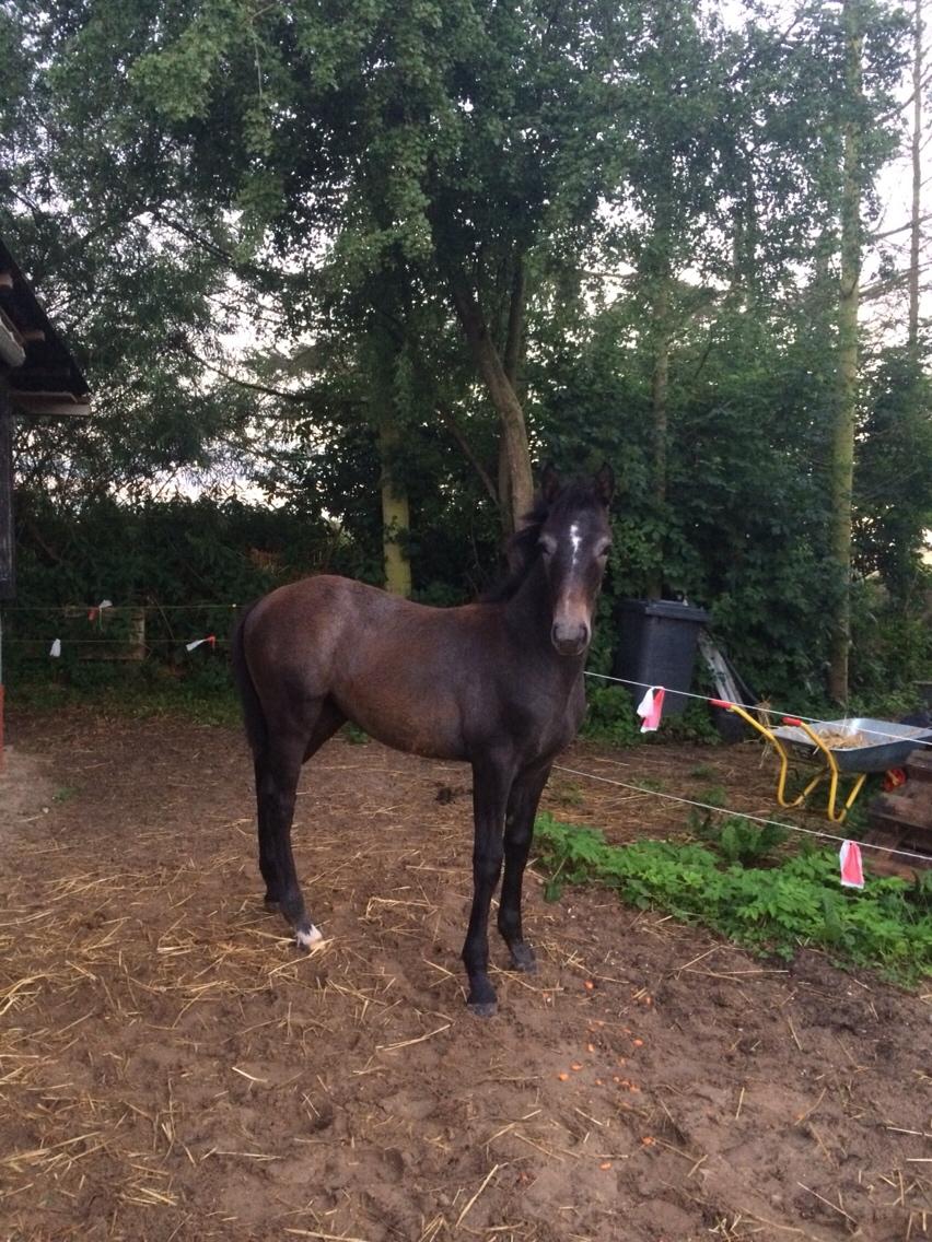 Polsk Varmblod Golden flora billede 16