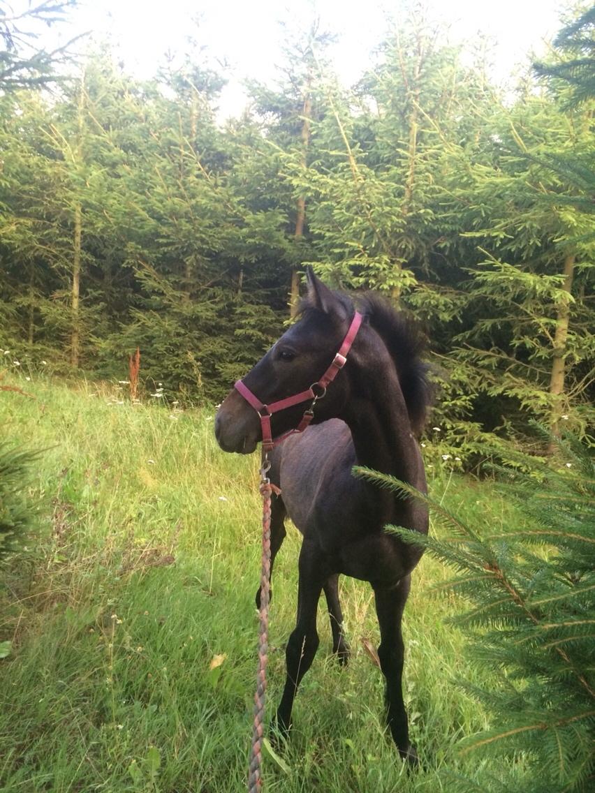 Polsk Varmblod Golden flora billede 17