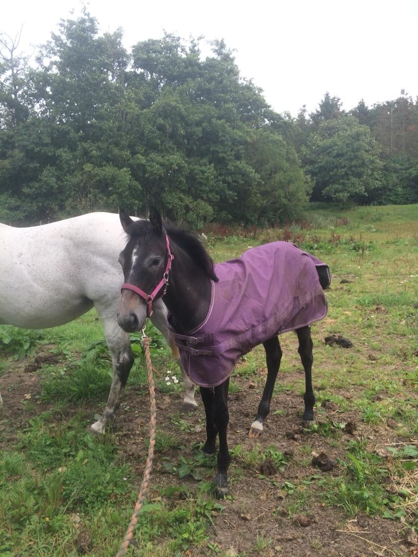 Polsk Varmblod Golden flora billede 18