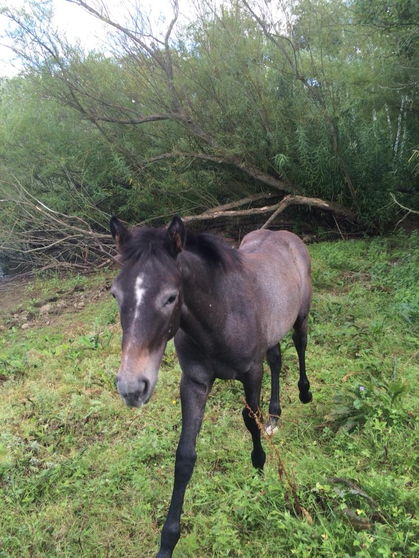 Polsk Varmblod Golden flora billede 19