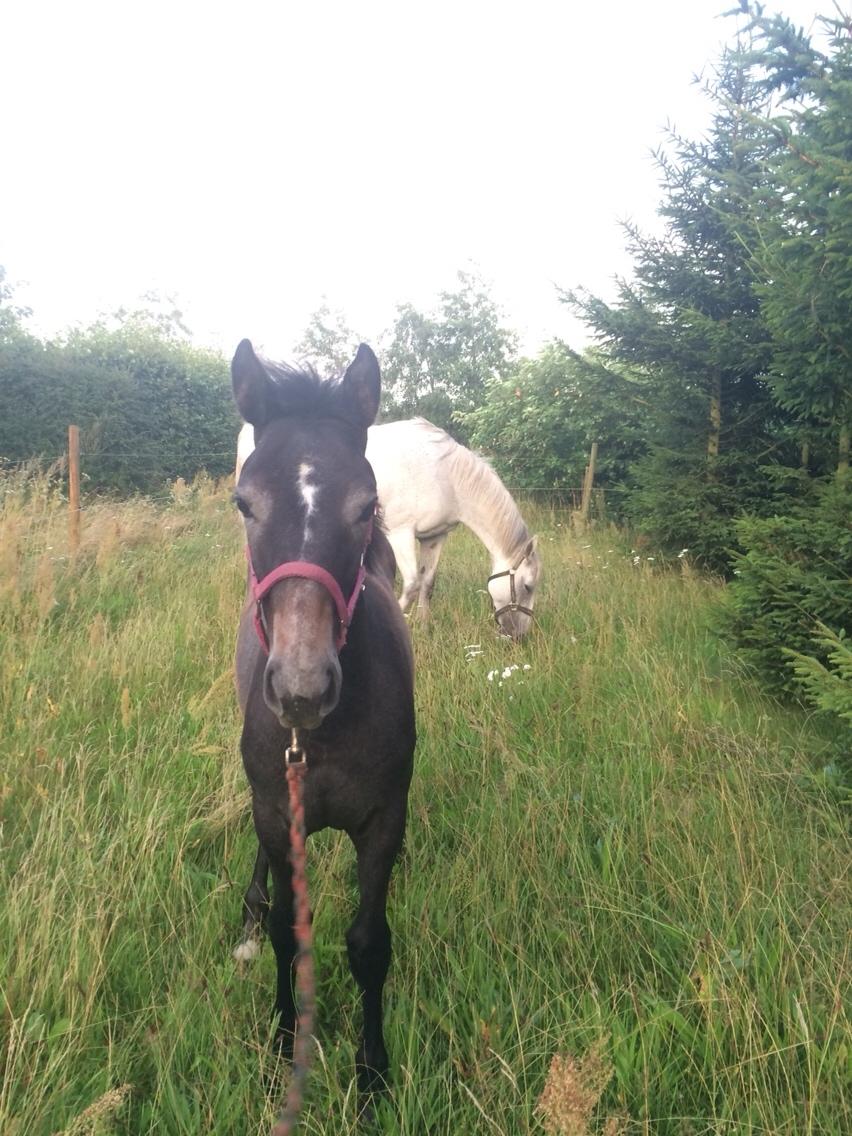 Polsk Varmblod Golden flora billede 20