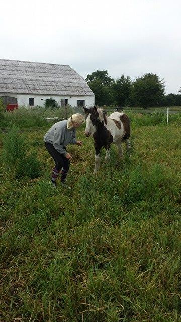 Irish Cob Claudemir's Carpe Diem || billede 6