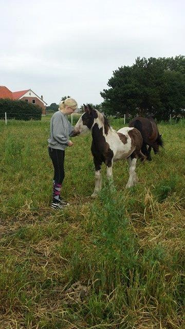 Irish Cob Claudemir's Carpe Diem || billede 4