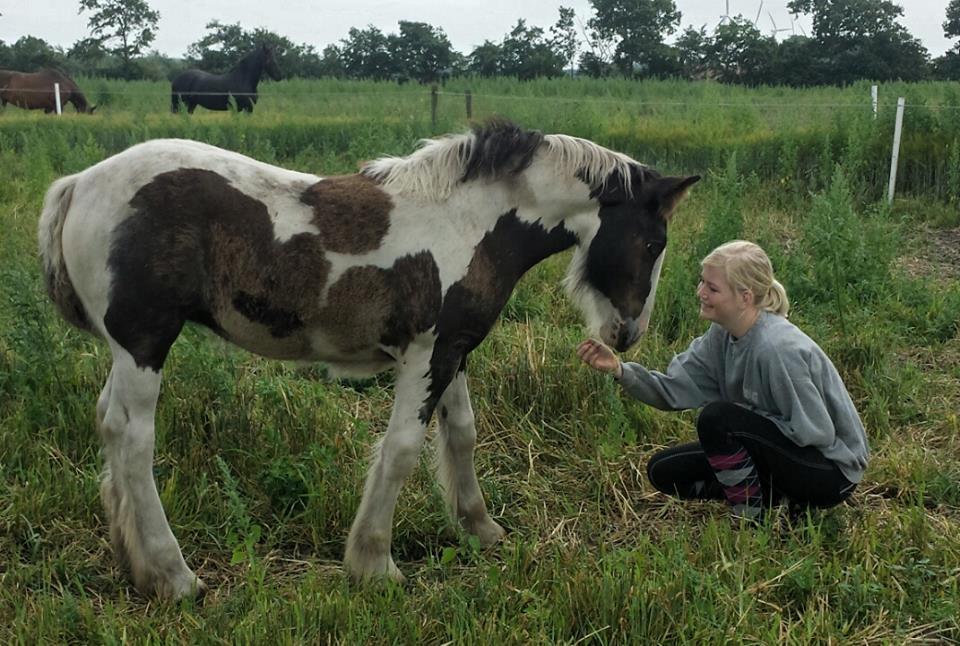 Irish Cob Claudemir's Carpe Diem || - Hej, Og velkommen til Carpe Diem's profil :) billede 1
