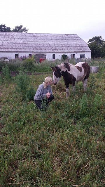 Irish Cob Claudemir's Carpe Diem || billede 11