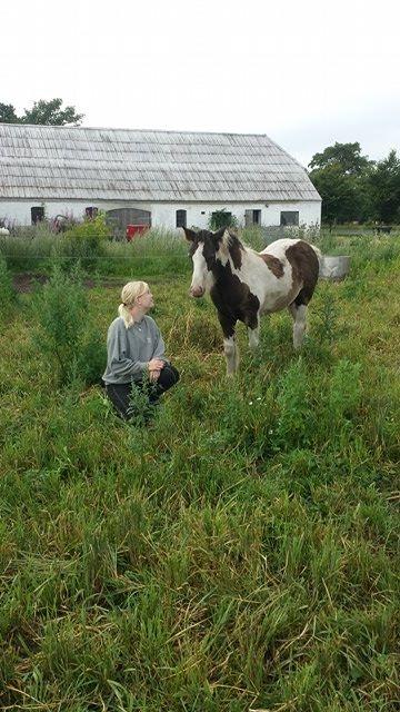 Irish Cob Claudemir's Carpe Diem || billede 13