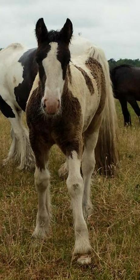 Irish Cob Claudemir's Carpe Diem || billede 9
