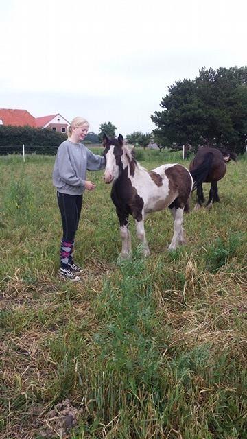 Irish Cob Claudemir's Carpe Diem || billede 14