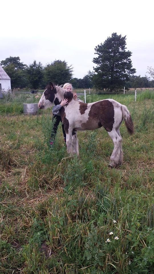 Irish Cob Claudemir's Carpe Diem || billede 15