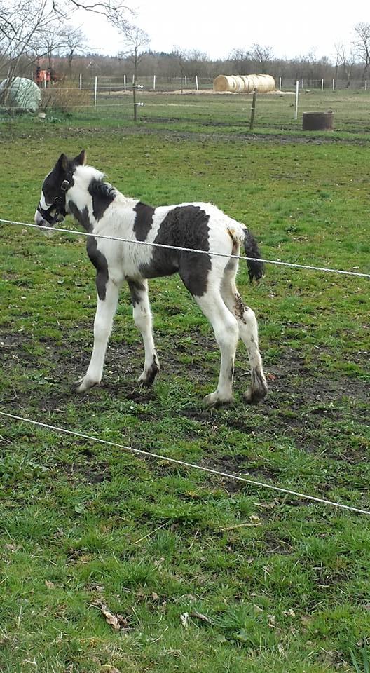 Irish Cob Claudemir's Carpe Diem || billede 8