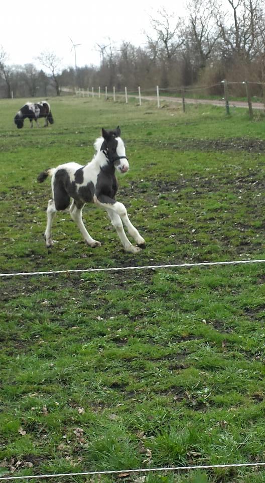 Irish Cob Claudemir's Carpe Diem || billede 12
