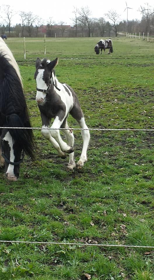 Irish Cob Claudemir's Carpe Diem || - Carpe som bette. Det er hun bestemt ikke mer! :D billede 5
