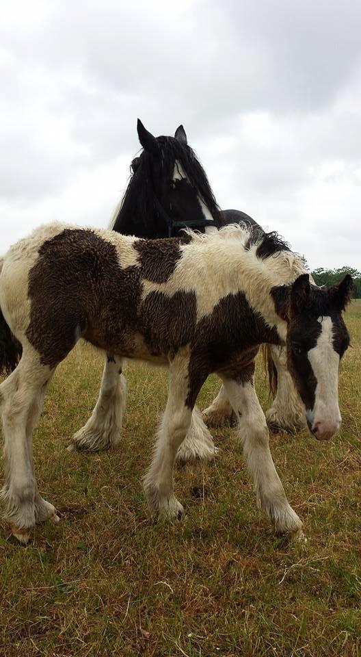 Irish Cob Claudemir's Carpe Diem || billede 16