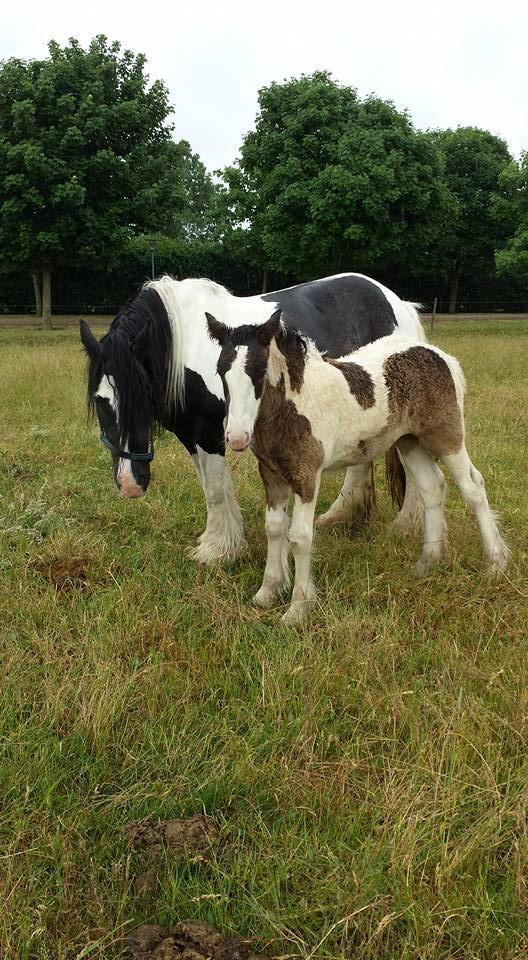 Irish Cob Claudemir's Carpe Diem || billede 3