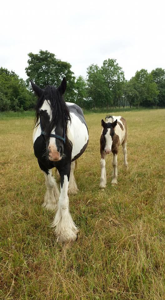 Irish Cob Claudemir's Carpe Diem || - Mor og Carpe hygger <3 billede 17
