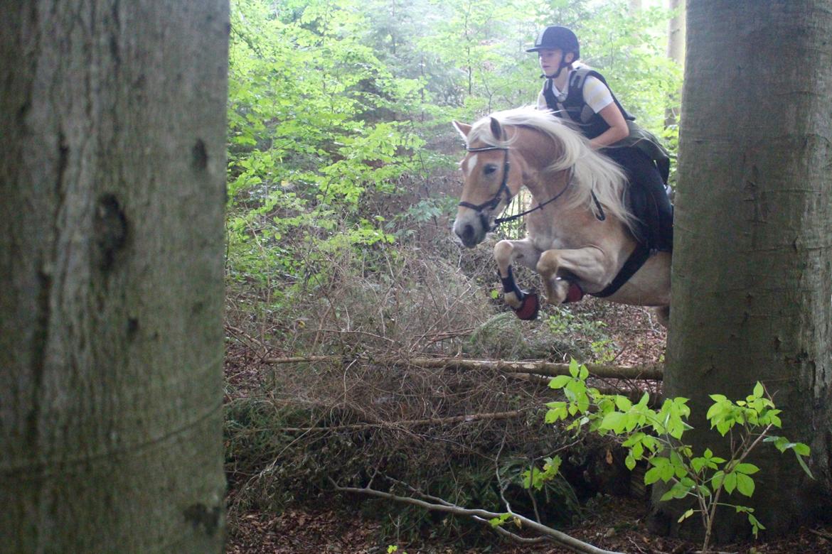 Tyroler Haflinger Diwa billede 5