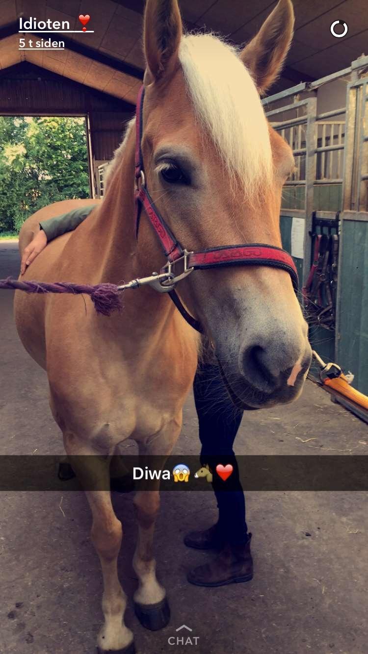 Tyroler Haflinger Diwa - 2. gang vi var ude at prøve hende. billede 1