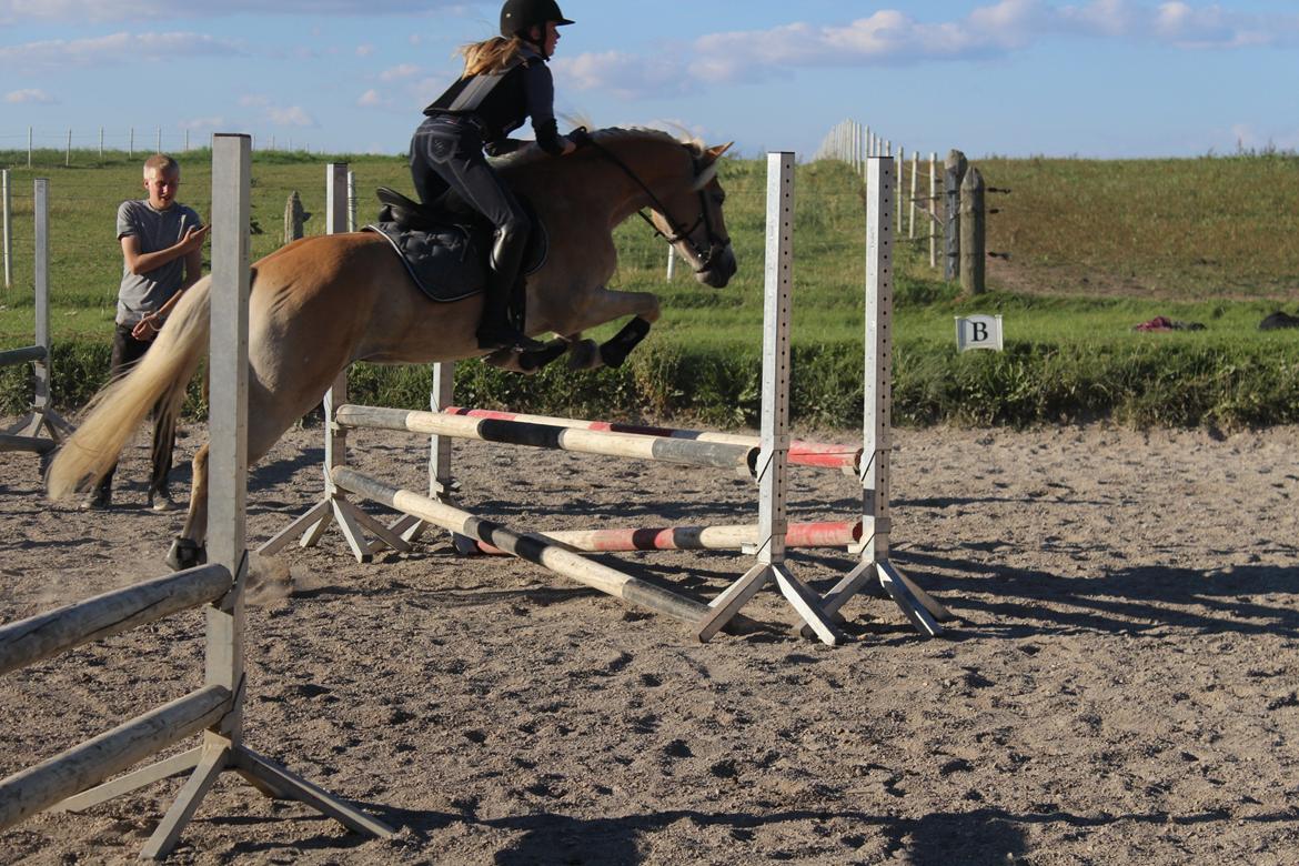 Tyroler Haflinger Diwa - 1. Spring time. billede 3