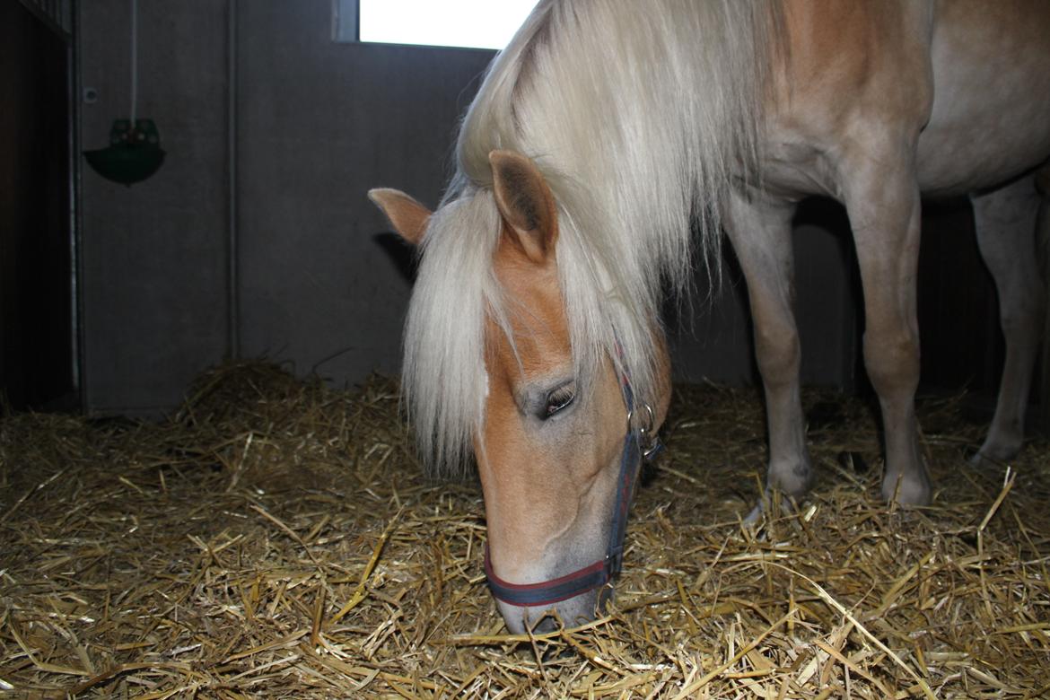 Tyroler Haflinger Diwa billede 4