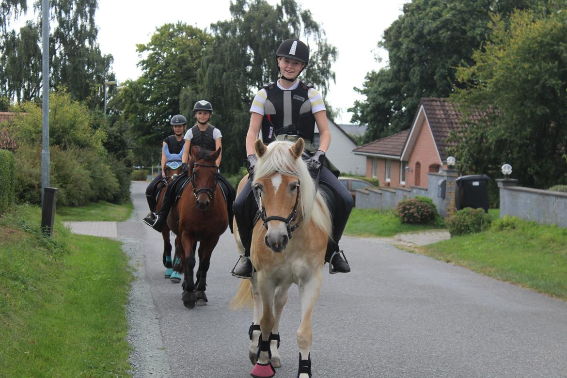 Tyroler Haflinger Diwa billede 7