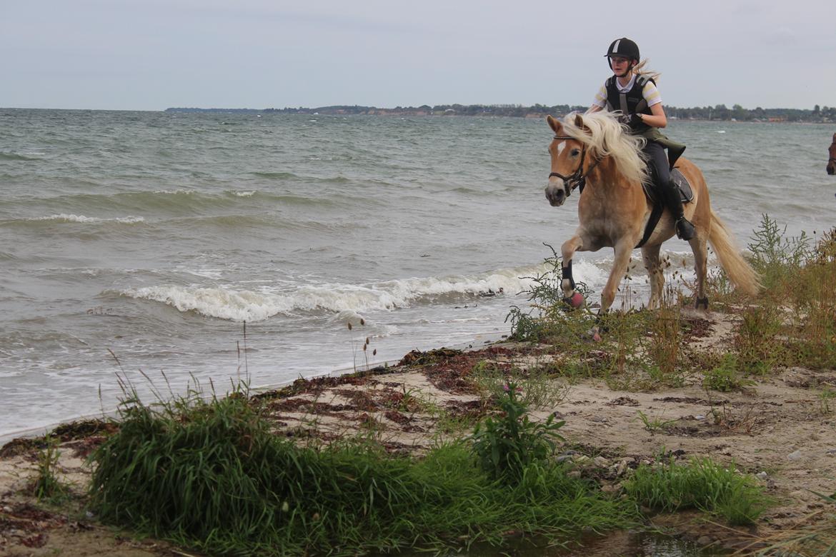 Tyroler Haflinger Diwa billede 8