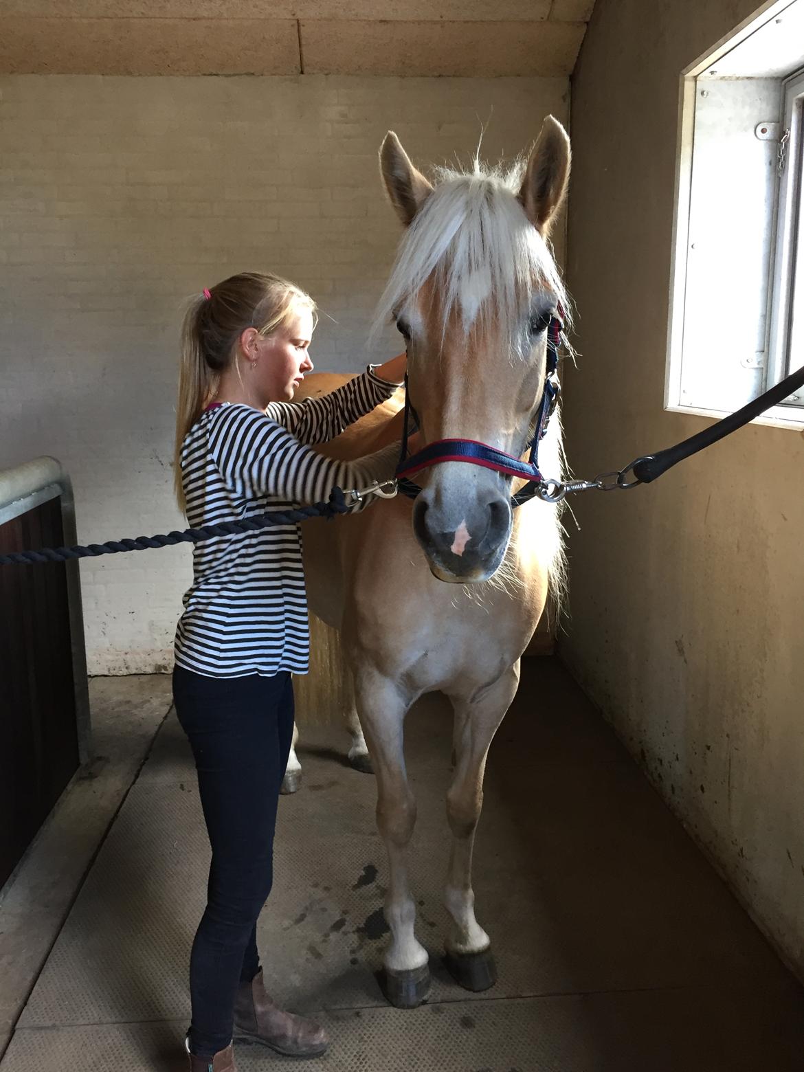 Tyroler Haflinger Diwa - Dagen efter vi fik hende hjem. billede 2