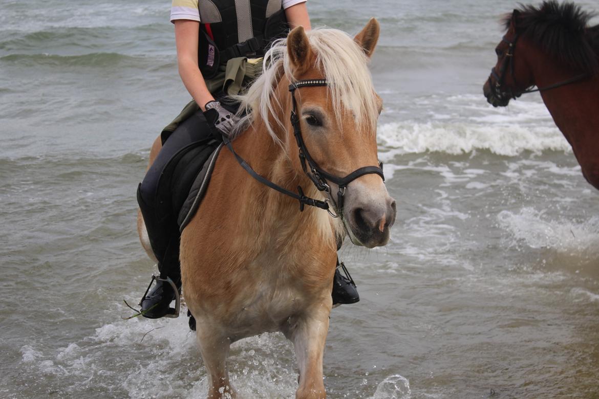 Tyroler Haflinger Diwa billede 6