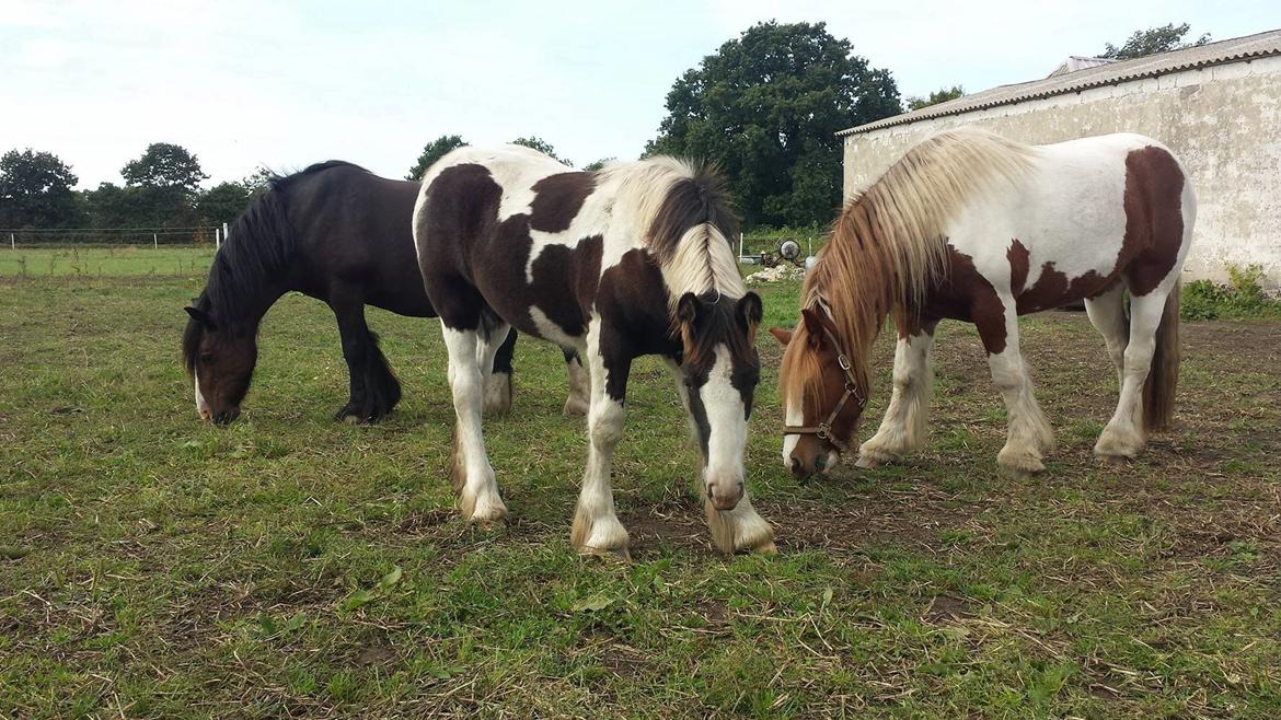 Irish Cob Claudemir's Carpe Diem || billede 18