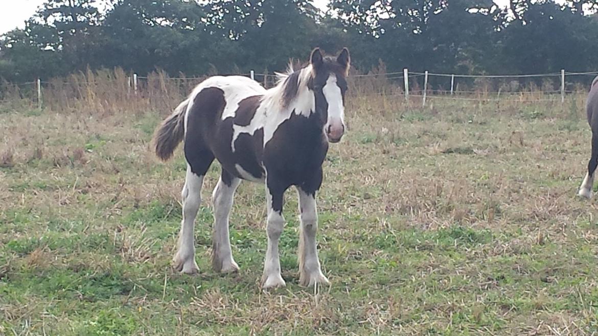 Irish Cob Claudemir's Carpe Diem || billede 2