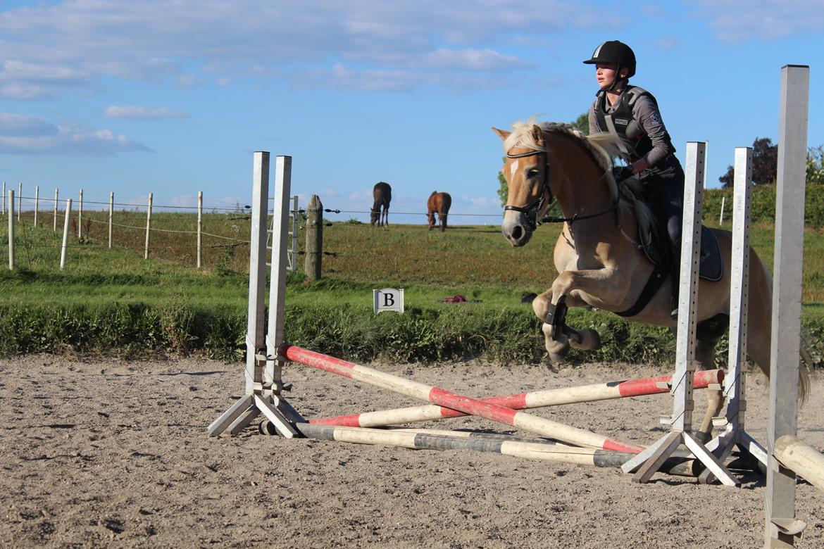 Tyroler Haflinger Diwa billede 9