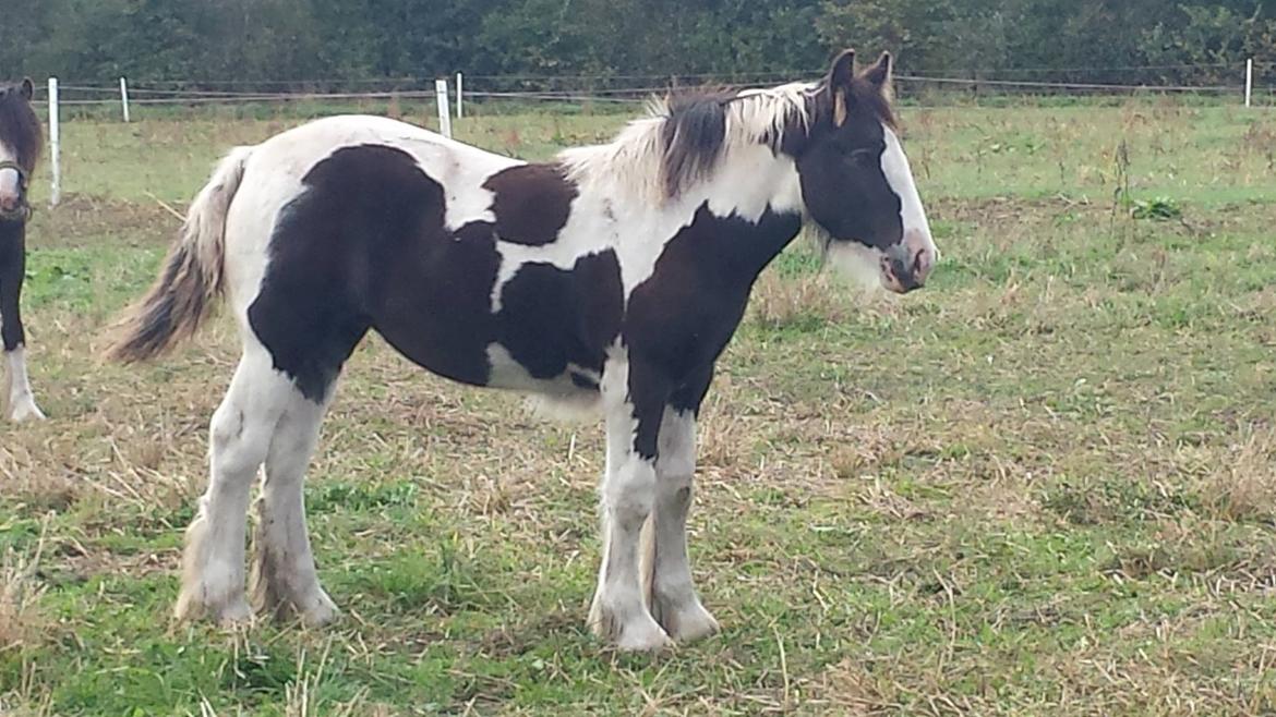 Irish Cob Claudemir's Carpe Diem || billede 10