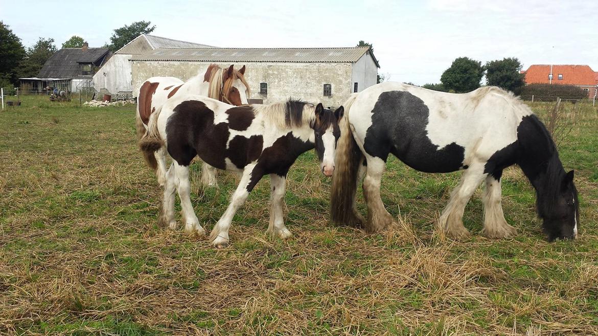 Irish Cob Claudemir's Carpe Diem || billede 7