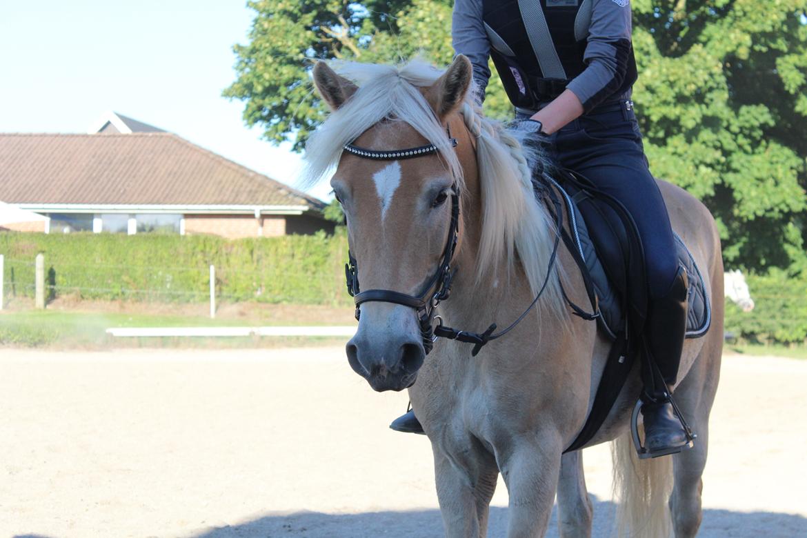 Tyroler Haflinger Diwa billede 10