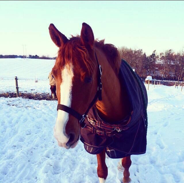 Anden særlig race Havens Astian billede 18